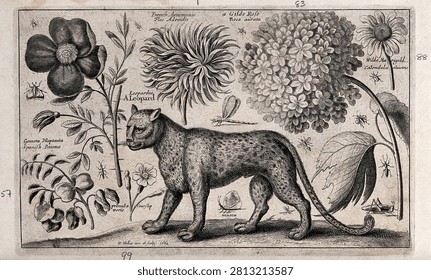 A leopard facing left surrounded by various named flowers and insects. Etching by W. Hollar, 1662, after himself.. Vintage art illustration.