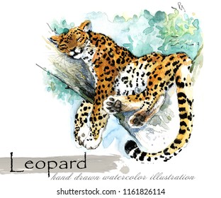 Leopard Hand Drawn Watercolor Illustration