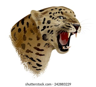Leopard Head illustration