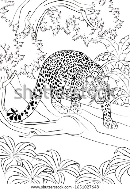 leopard realistic animal coloring pages stock illustration 1651027648 shutterstock