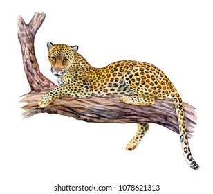 Leopard sitting on a tree. Big cat resting on a branch isolated on white background. Realistic watercolor. Illustrated. Template. Clip art.