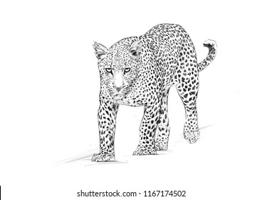 Leopard Sketch / Pencil Drawing