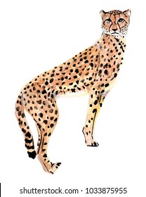 Leopard Watercolor Illustration
