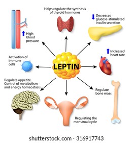 Leptin Is A Hormone Made By Adipose Cells That Helps Regulate Appetite, Control Of Metabolism, Energy Homeostasis, Activation Of Immune Cells, And Other Function. 
