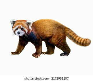 Lesser panda  cat bear  red panda (Ailurus fulgens)  realistic drawing  illustration for Himalaya Animal Encyclopedia (China  India)  isolated image white background