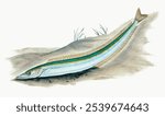 The lesser sand eel from The Natural History of British Fishes (1802) by Edward Donovan. Vintage lesser sand eel art illustration, old lesser sand eel painting, lesser sand eel fish art print.