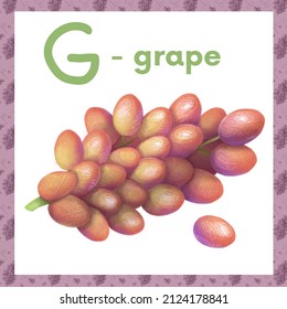 The letter G is an grape. Delicious fruit alphabet, chalk drawing. Fruit drawn naturalistic alphabet