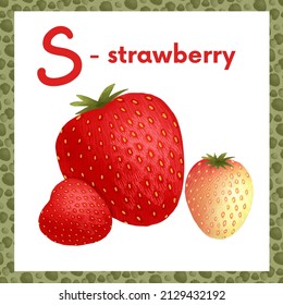 The letter S is an strawberry. Delicious fruit and berry alphabet, chalk drawing. Berry drawn naturalistic alphabet