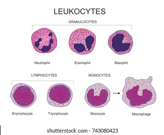 leukocytes සඳහා පින්තුර ප්‍රතිඵල