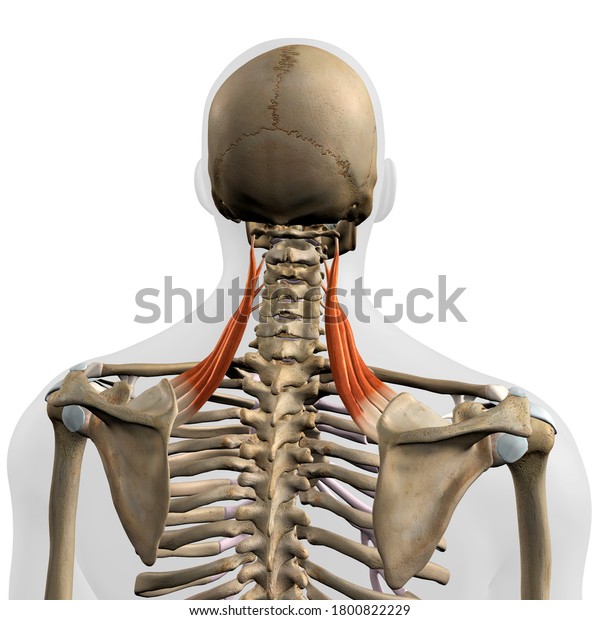 Levator Scapulae Muscles Isolation Rear View Stock Illustration 1800822229