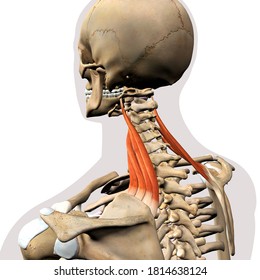 Levator Scapulae Neck Muscles Isolated On Stock Illustration 1814638124 ...