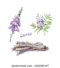 Licorice Flower And Root Isolated Watercolor Illustration