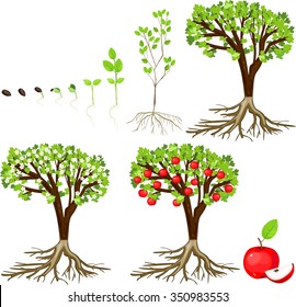 Life Cycle Of Apple Tree