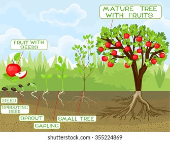 515 Apple tree life cycle Images, Stock Photos & Vectors | Shutterstock