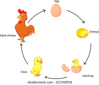 Life Cycle Of A Chicken For Kids