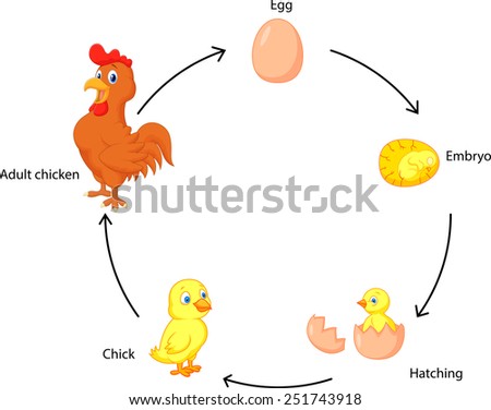 Cartoon Life Cycle Of A Chicken