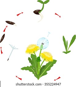 Life Cycle Dandelion Stock Illustration 355224947 | Shutterstock