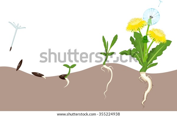 Life Cycle Dandelion Stock Illustration 355224938