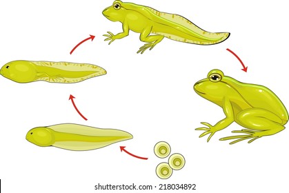 Life Cycle Frog Stock Illustration 218034892 | Shutterstock