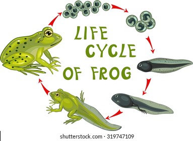 Toad Life Cycle Images Stock Photos Vectors Shutterstock