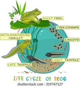 Life Cycle Frog Stock Illustration 319747127 | Shutterstock