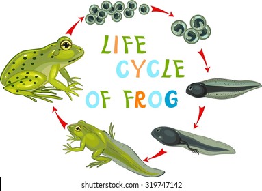 782 Toad life cycle Images, Stock Photos & Vectors | Shutterstock