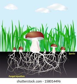 Life Cycle Fungi. Mushroom Mycelium And Spore. Education Diagram