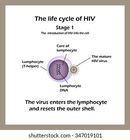 Life Cycle Hiv Stage 2 Viral Stock Vector (Royalty Free) 339866240 ...