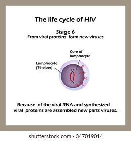 Life Cycle Hiv Stage 6 Viral Stock Vector (Royalty Free) 339866171 ...