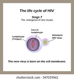 Life Cycle Hiv Stage 7 New Stock Vector (Royalty Free) 339866195 ...