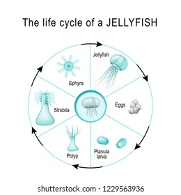 Life Cycle Jellyfish Developmental Stages Medusozoa Stock Vector ...