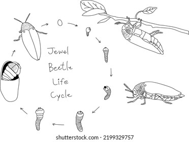 Life Cycle Of Jewel Beetle. One Of The Beautiful Bug From Thailand.