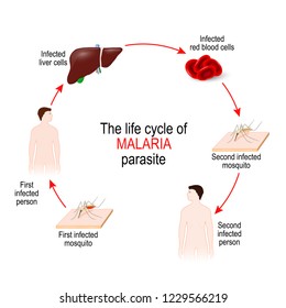 Life Cycle Malaria Parasite First Infected Stock Illustration ...