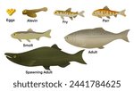  Life cycle of a Salmon, salmons have an average lifespan of 7 years, salmons comprises six stages, egg, alevin, fry, parr, smolt, and adult, Life cycle of the Atlantic Salmon. Stages of salmon fish