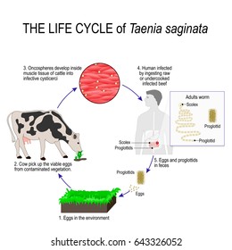 the life cycle of taenia saginata (beef tapeworm). The arrows indicate the direction of worm migration in the human body, cow and environment. Eggs, larva and adult specimens of tapeworm