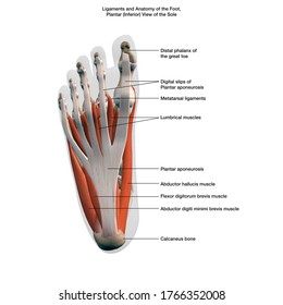 Ligaments and Anatomy of the Human Foot, Labeled 3D Rendering