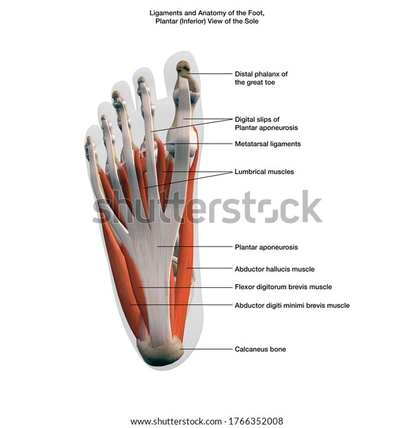 Ligaments Anatomy Human Foot Labeled 3d Stock Illustration 1766352008