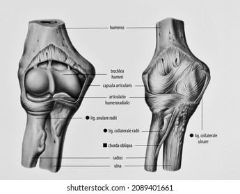 Ligaments In The Elbow Joint