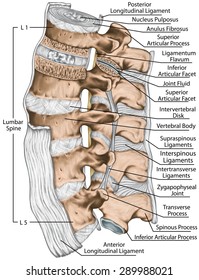 19 Interspinous ligament Images, Stock Photos & Vectors | Shutterstock