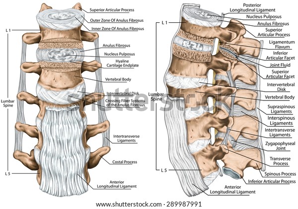 靱帯と腰椎の構造 前縦 横間 棘間 棘上靱帯 人骨系の解剖 人骨系の骨格系 前側と側面視 のイラスト素材