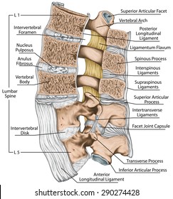 19 Interspinous ligament Images, Stock Photos & Vectors | Shutterstock