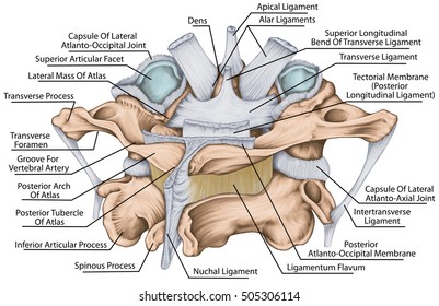 The ligaments of the median Atlantoaxial joint. Atlas and axis ligaments. Cervical spine,  first and second cervical vertebra, cervical vertebrae, atlas, axis, atlantoaxial joint, posterosuperior view