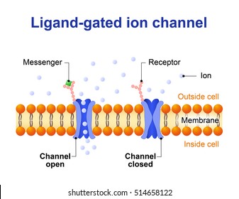Ligand-gated ion channel. channel proteins which open to ions Na, K, Ca, and Cl