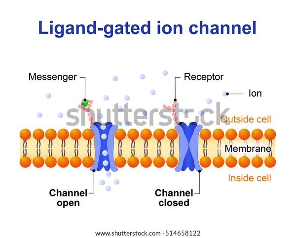 Ligandgated Ion Channel Channel Proteins Which Stock Illustration 514658122