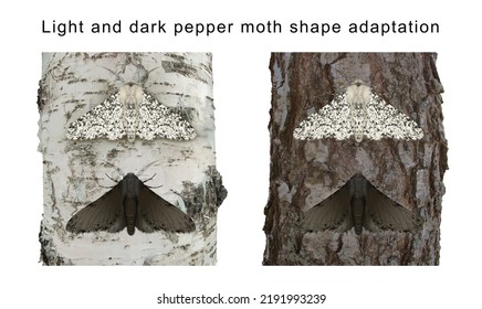 Light And Dark Pepper Moth Shape Adaptation