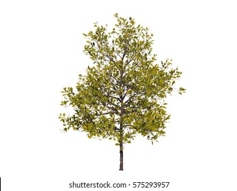 Light Green Tree Isolated On White Background, 3 D Render