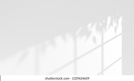 light and shadow of window frame and tree leaves on white wall . 3d rendering image