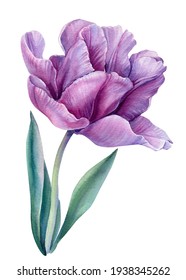 Lilac Flower On An Isolated White Background. Watercolor Illustrations. Purple Tulips