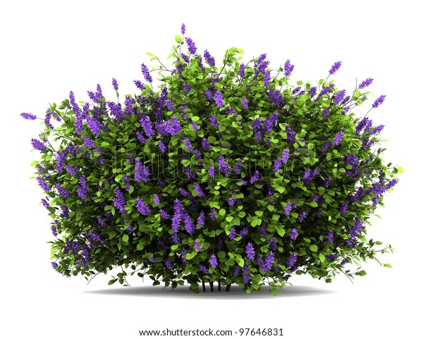 紫丁香花布什隔离在白色背景库存插图