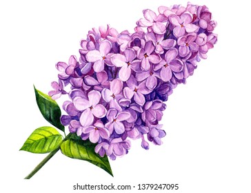 lilac flowers on an isolated white background, watercolor illustration, botanical painting, hand drawing